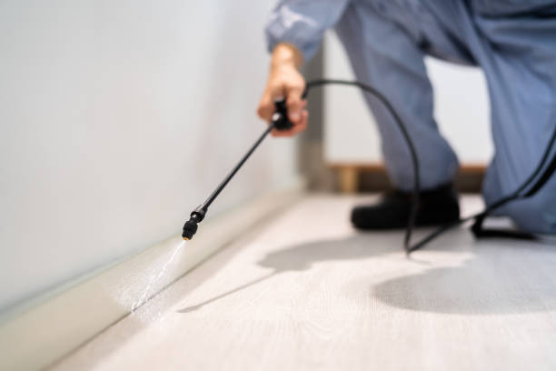 Licensed Wasp Removal service in Oak Ridge North, TX - Show Me Pest Control